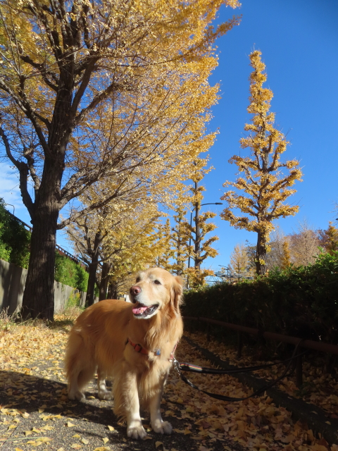 ファイル 8873-1.jpg