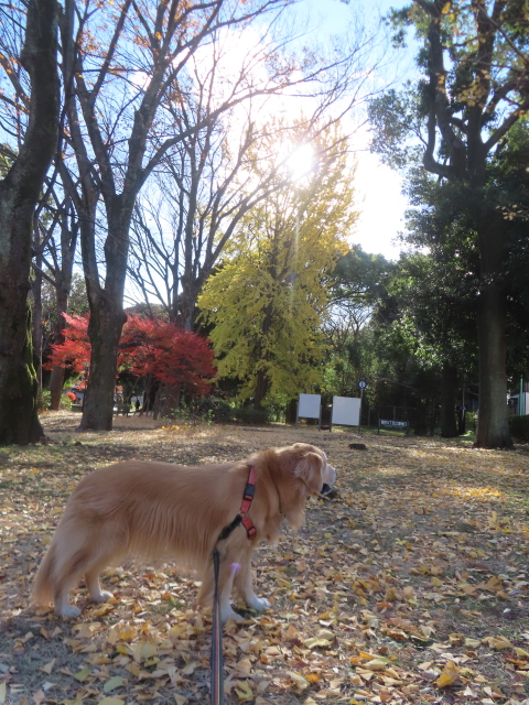 ファイル 8877-1.jpg