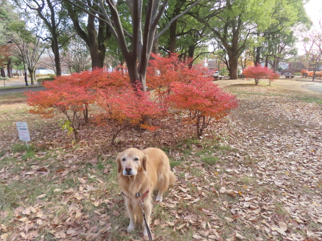 ファイル 8877-3.jpg