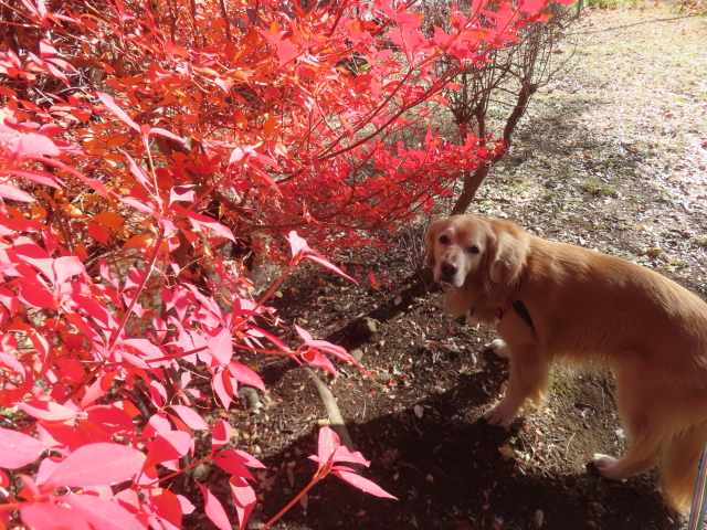 ファイル 8877-4.jpg