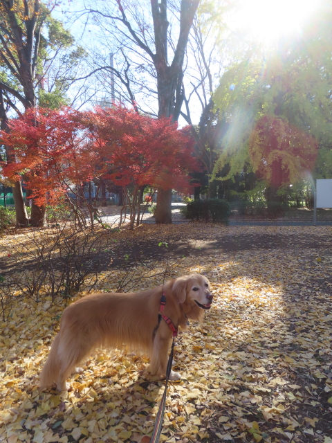 ファイル 8878-1.jpg