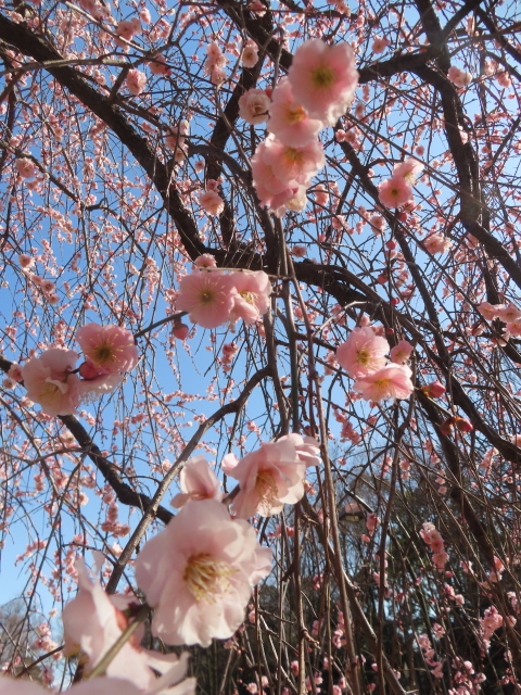 ファイル 8902-4.jpg