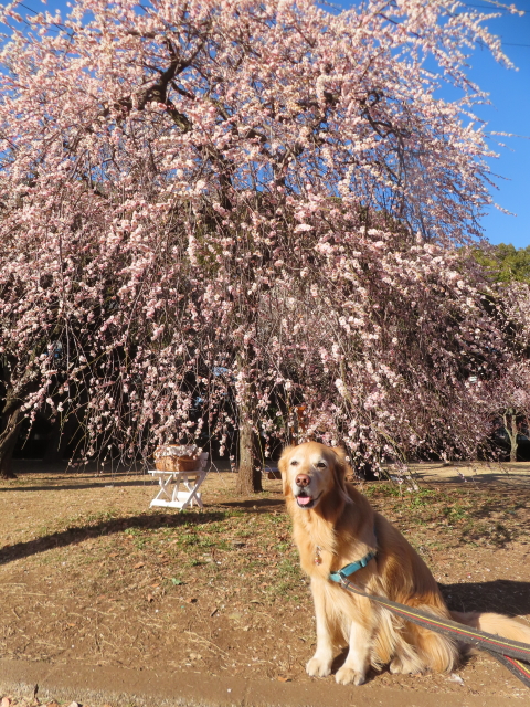 ファイル 8907-2.jpg