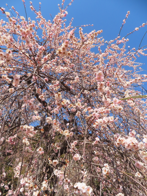 ファイル 8907-3.jpg