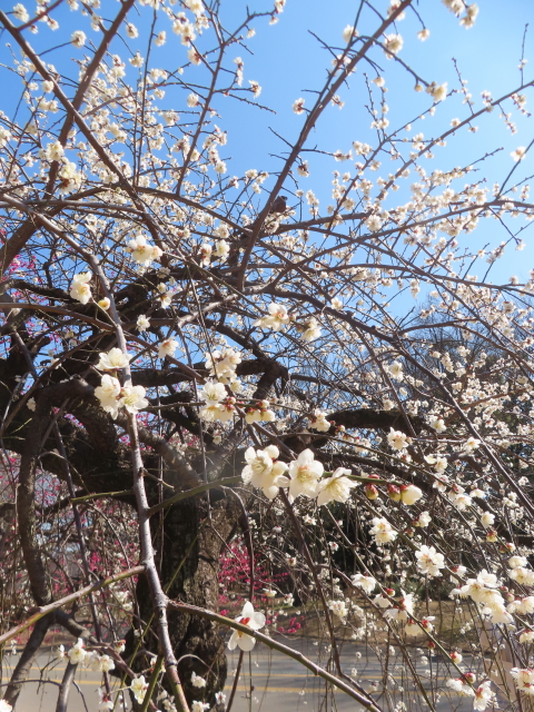 ファイル 8907-5.jpg