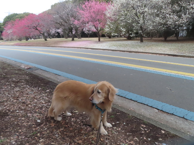 ファイル 8911-1.jpg