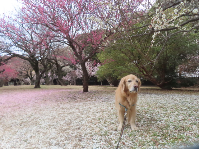 ファイル 8911-2.jpg