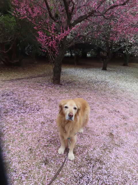 ファイル 8911-4.jpg