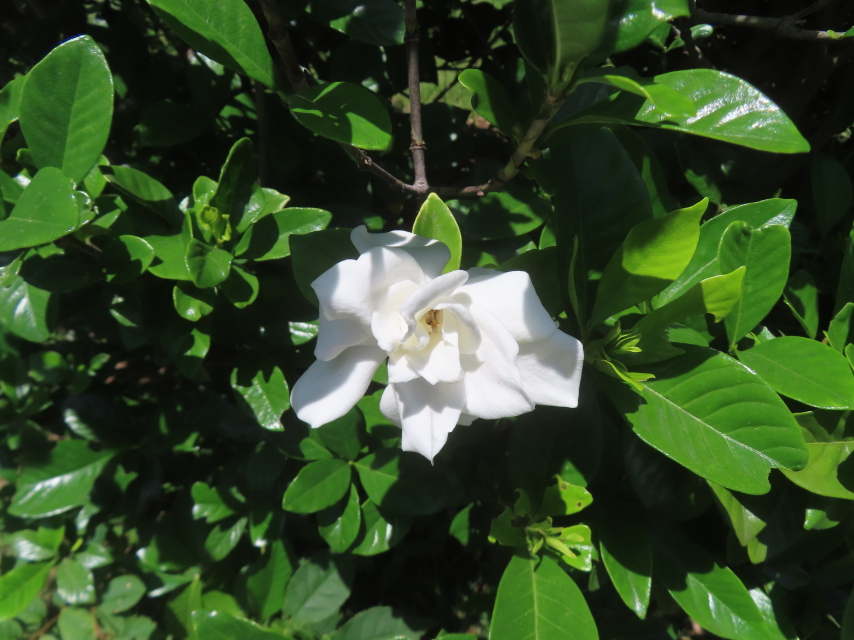 ファイル 8968-2.jpg