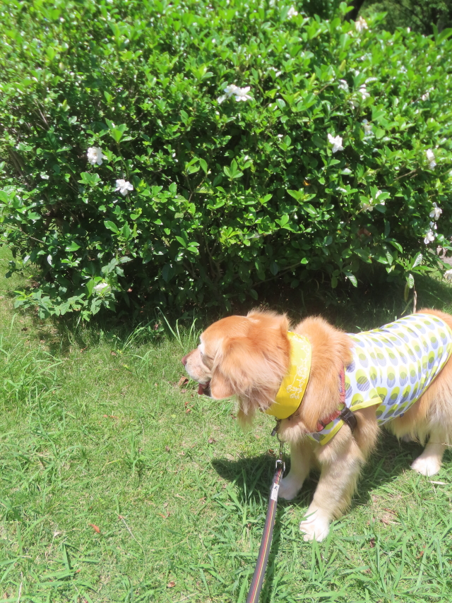 ファイル 8968-5.jpg