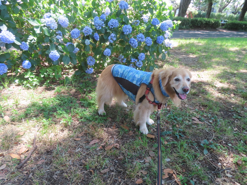 ファイル 8971-1.jpg