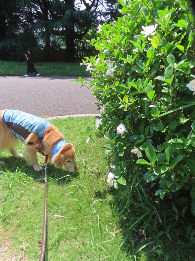 ファイル 8971-2.jpg