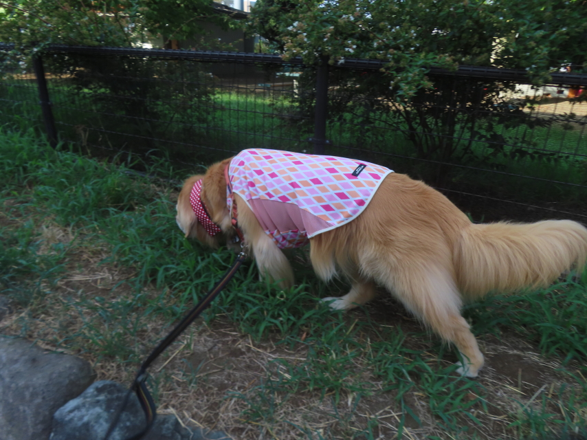 ファイル 8989-1.jpg