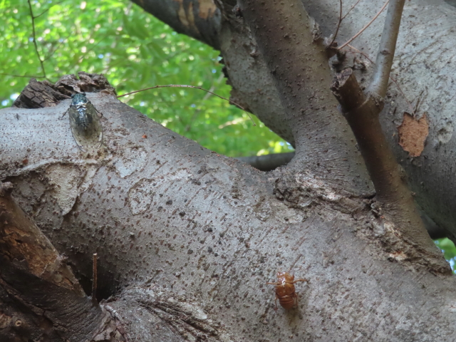 ファイル 8992-2.jpg