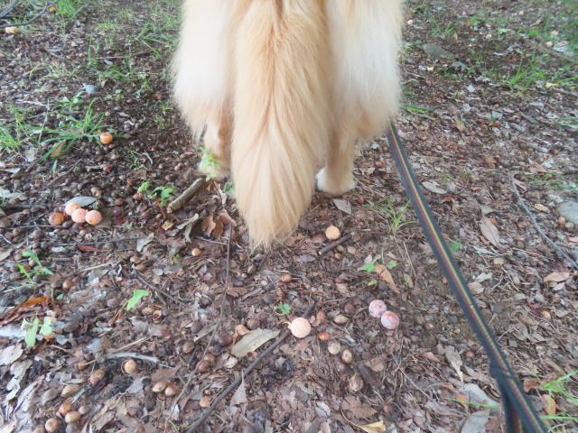 ファイル 8995-5.jpg