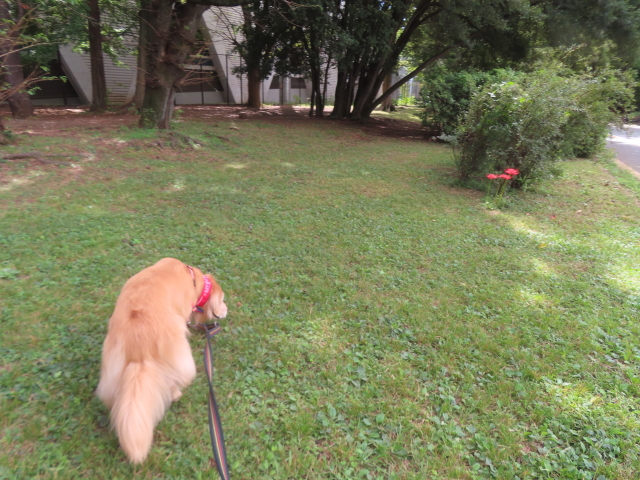 ファイル 8996-5.jpg