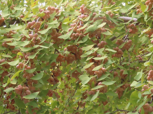 ファイル 9010-4.jpg