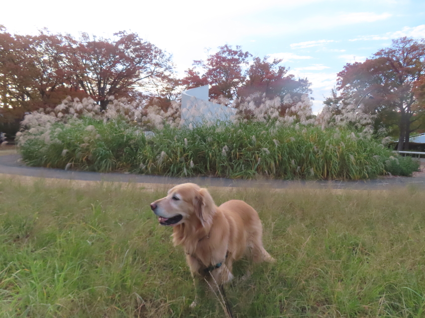 ファイル 9018-2.jpg