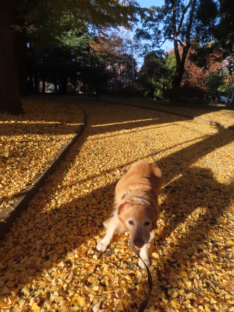 ファイル 9023-1.jpg