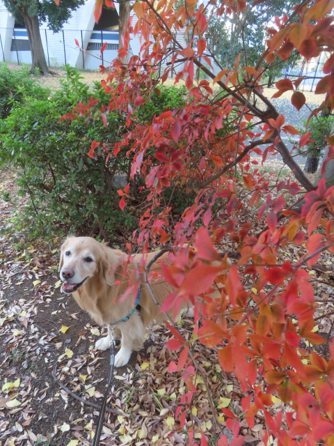 ファイル 9024-4.jpg