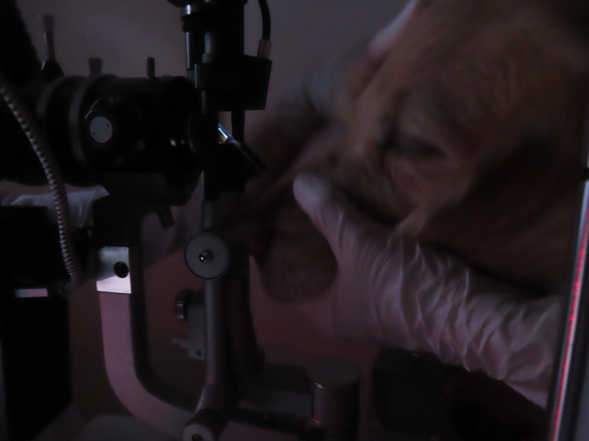 ファイル 9029-3.jpg