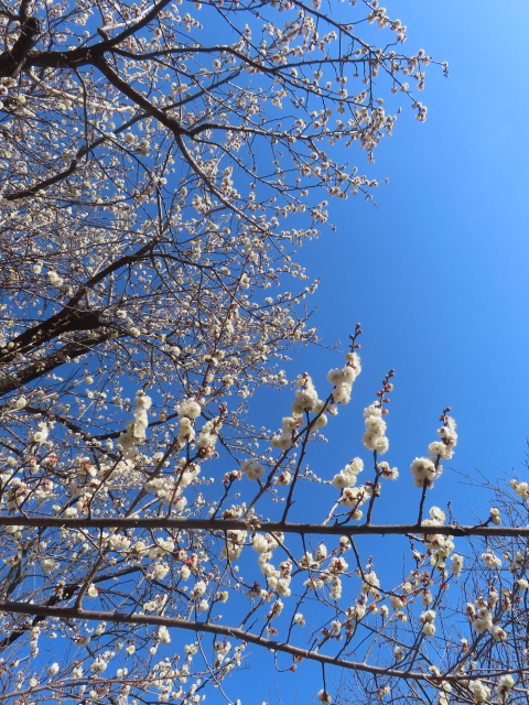 ファイル 9041-2.jpg