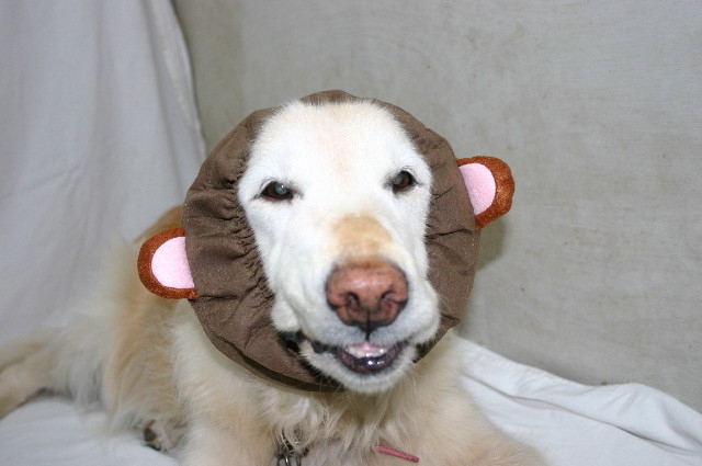 ファイル 9042-1.jpg