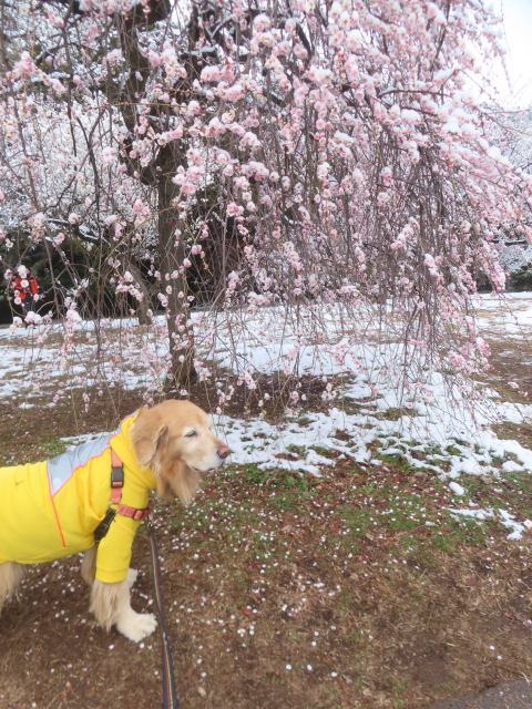 ファイル 9044-4.jpg