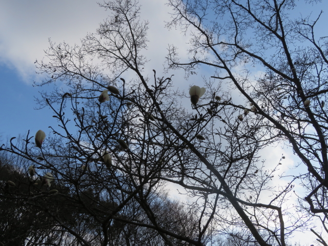 ファイル 9052-1.jpg