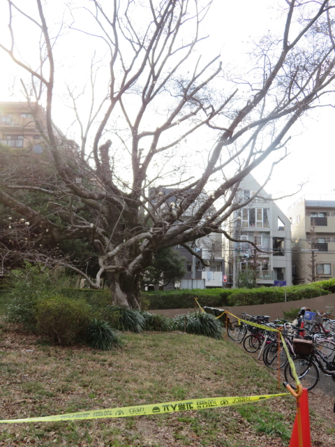 ファイル 9052-2.jpg