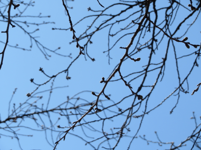 ファイル 9052-4.jpg