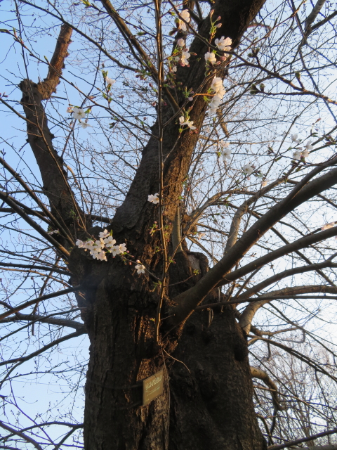 ファイル 9054-1.jpg