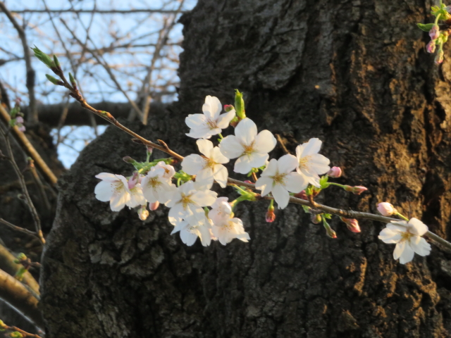 ファイル 9054-3.jpg