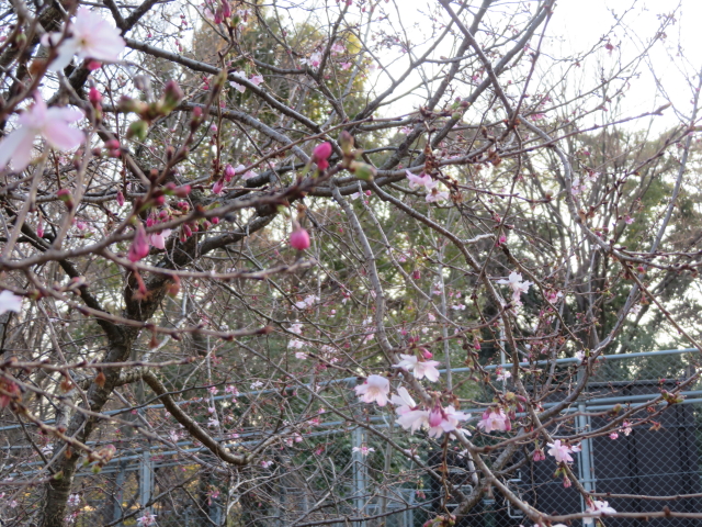 ファイル 9054-4.jpg