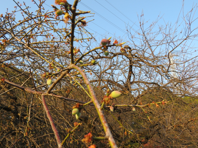 ファイル 9055-2.jpg