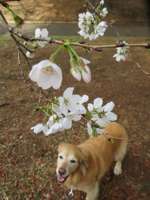 ファイル 9057-1.jpg