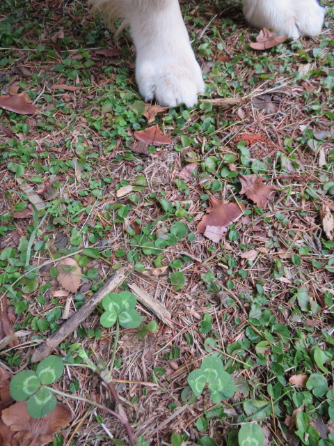 ファイル 9060-2.jpg