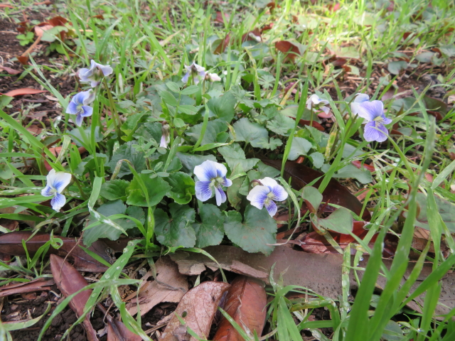 ファイル 9060-5.jpg