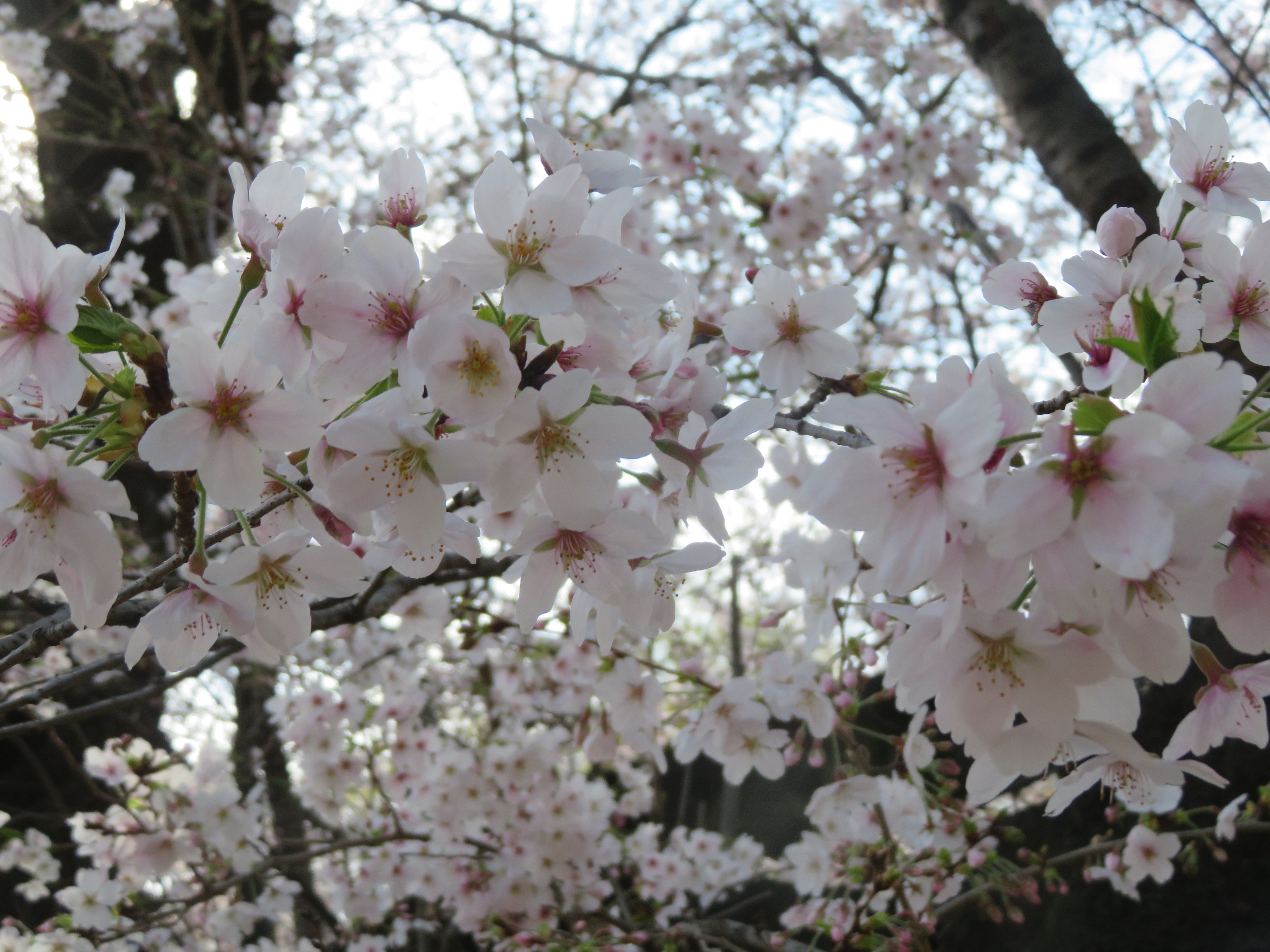 ファイル 9063-3.jpg