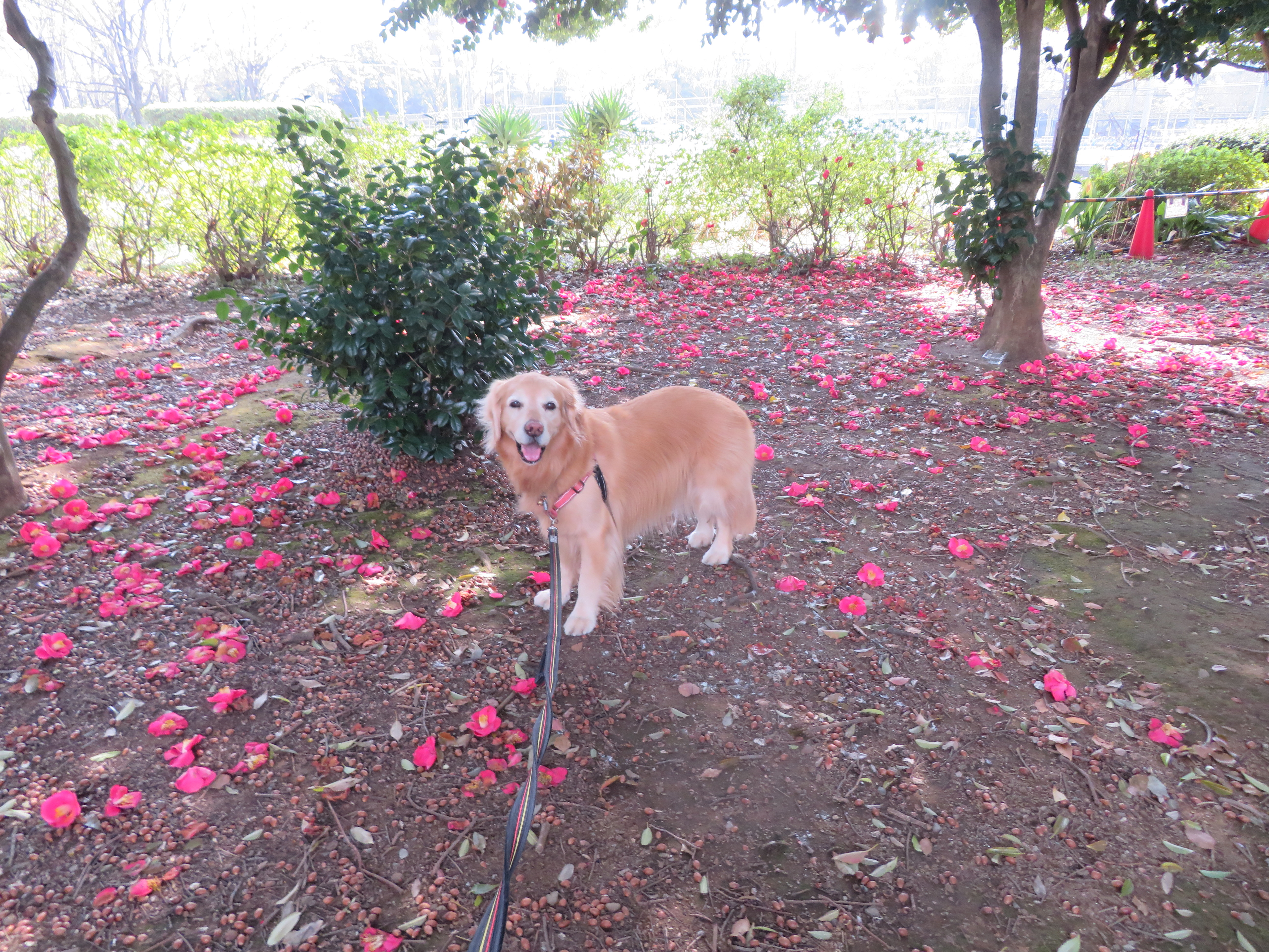 ファイル 9064-1.jpg