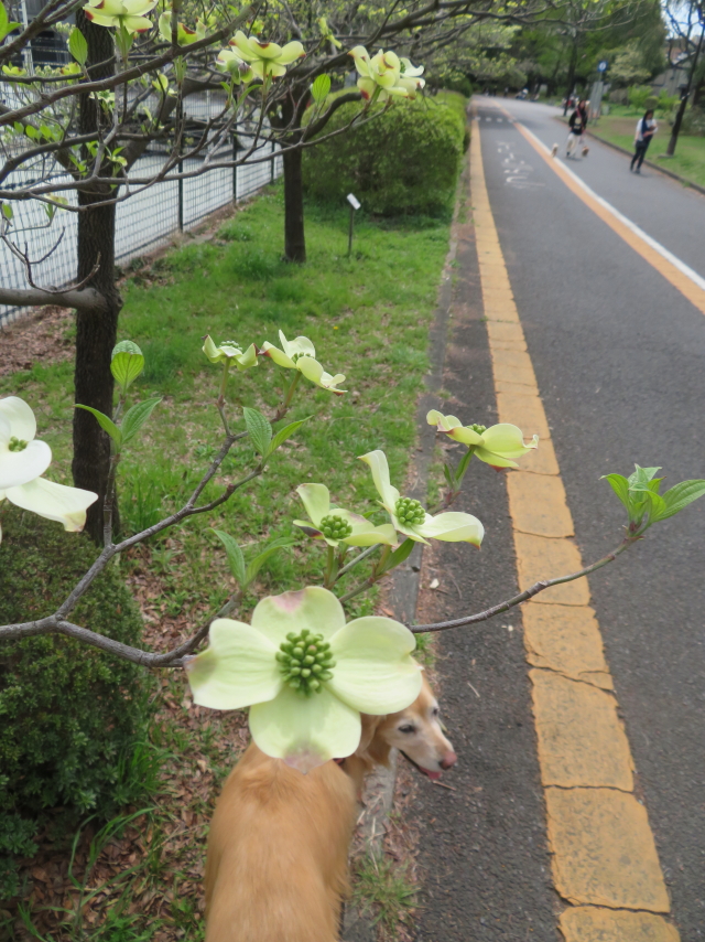 ファイル 9068-1.jpg