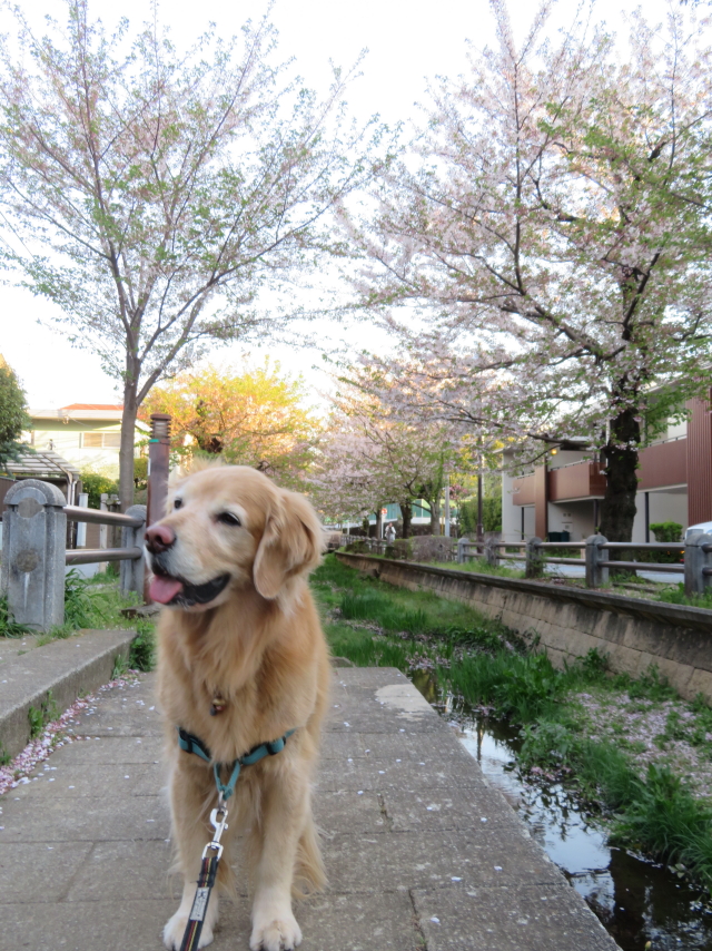 ファイル 9069-1.jpg