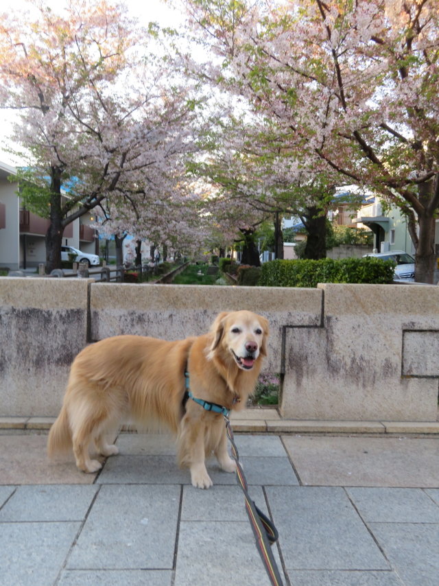 ファイル 9069-2.jpg