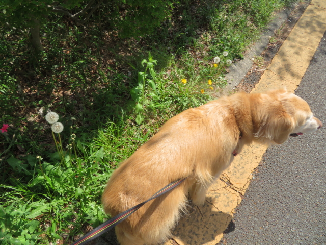 ファイル 9070-4.jpg