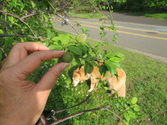 ファイル 9072-1.jpg