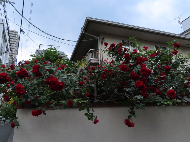 ファイル 9083-3.jpg