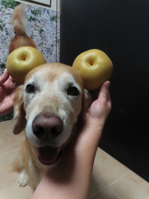 ファイル 9128-4.jpg